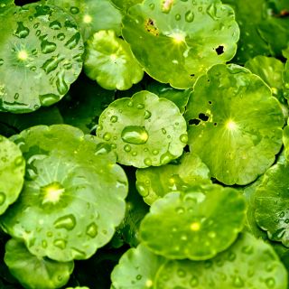 Extract de Centella Asiatica