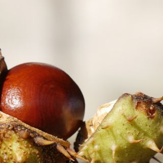 Extract de Castan Sălbatic (Aesculus Hippocastanum)